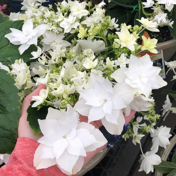 Offers And Bundles Always Welcome! - Picture 2 of 2